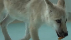 Вижте първия в света клониран арктически вълк (ВИДЕО)
